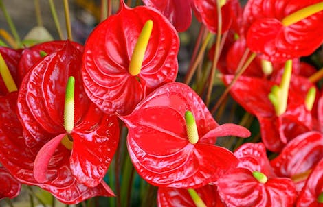 Photograph of anthuriums