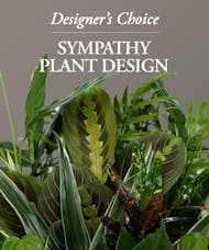 Sympathy Plant